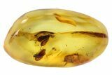 Two Large Fossil Caddisflies (Trichopterae) In Baltic Amber #69285-1